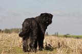 BOUVIER DES FLANDRES 259